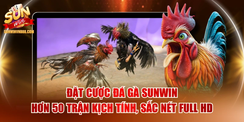 Đặt Cược Đá Gà SUNWIN Hơn 50 Trận Kịch Tính, Sắc Nét Full HD