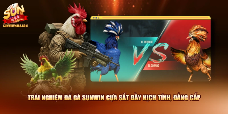 Trải nghiệm đá gà SUNWIN cựa sắt đầy kịch tính, đẳng cấp